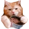 cats 5