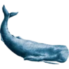 OH WHALE 5