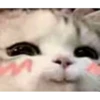 cursed cats 5