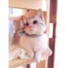 MeowTec 5