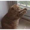 MeowTec 8