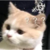 cursed cats 6