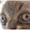 cursed cats 7