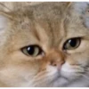MeowTec 9