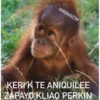 MonosCl 12