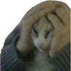 cursed cats 8