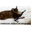 Big Floppa Part 3 (FINAL) 19