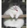 MeowTec 10