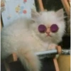 MeowTec 11
