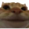 cursed cats 11