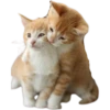 cats 21