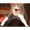 MeowTec 14