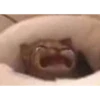 cursed cats 12