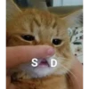 MeowTec 16