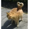 MeowTec 17