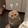 MeowTec 18