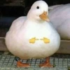 Shitpost 3 18