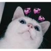 MeowTec 19