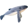 OH WHALE 15