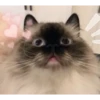 MeowTec 20