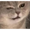 MeowTec 21