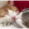 MeowTec 22