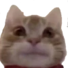 cursed cats 14