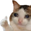 cursed cats 16
