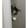 cursed cats 17