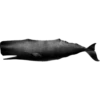 OH WHALE 21