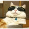 MeowTec 25