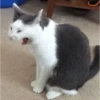 MeowTec 26