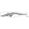 OH WHALE 22