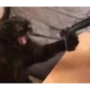 MeowTec 28