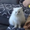 MeowTec 29