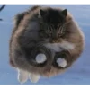 MeowTec 30