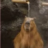 Capybara Are My Life 5
