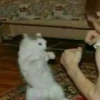 Pelea 6