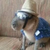 Capybara Are My Life 7