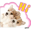 THE DOG 🐶 13