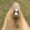 Capybara Are My Life 12
