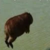 Capybara Are My Life 13