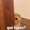 Tierno 12