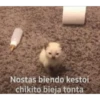 Tierno 13