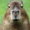 Capybara Are My Life 16