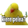 Pelea 15