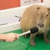 Capybara Are My Life 20