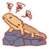 Cute Bearded Dragons 9