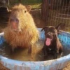 Capybara Are My Life 21