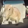 Capybara Are My Life 24